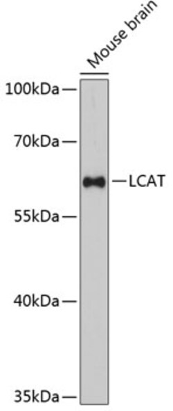 ABclonal Technology&nbsp;LCAT Rabbit pAb