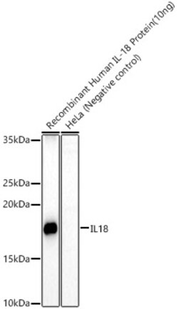ABclonal Technology&nbsp;IL18 Rabbit pAb