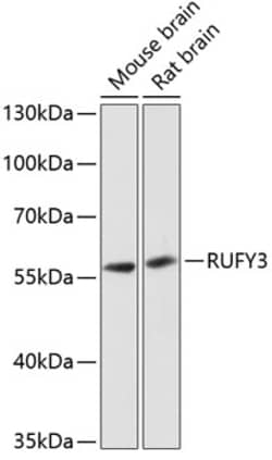 ABclonal Technology&nbsp;RUFY3 Rabbit pAb