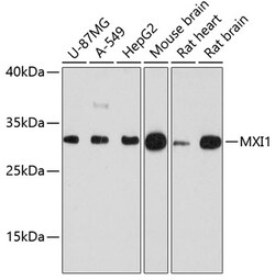 ABclonal Technology&nbsp;MXI1 Rabbit pAb