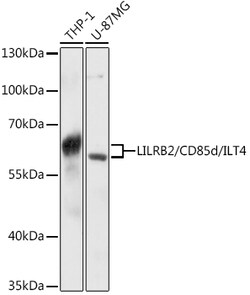 ABclonal Technology&nbsp;LILRB2/CD85d/ILT4 Rabbit pAb