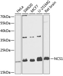 ABclonal Technology&nbsp;NCS1 Rabbit pAb