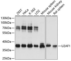 ABclonal Technology&nbsp;U2AF1 Rabbit pAb