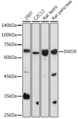 ABclonal Technology&nbsp;SMOX Rabbit pAb