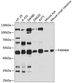ABclonal Technology&nbsp;FAM46A Rabbit pAb