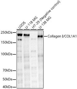 ABclonal Technology&nbsp;Collagen I/COL1A1 Rabbit pAb