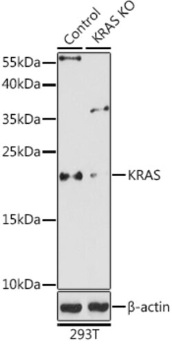 ABclonal Technology&nbsp;[KO Validated] KRAS Rabbit pAb