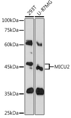 ABclonal Technology&nbsp;MICU2 Rabbit pAb