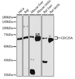 ABclonal Technology&nbsp;CDC25A Rabbit pAb