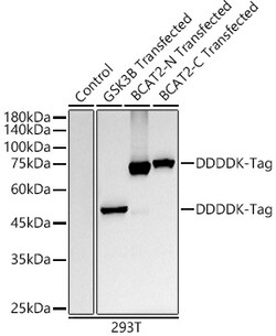 ABclonal Technology&nbsp;DDDDK-Tag Rabbit mAb