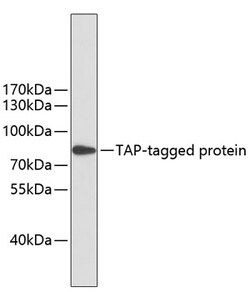 ABclonal Technology&nbsp;Mouse anti TAP-Tag mAb