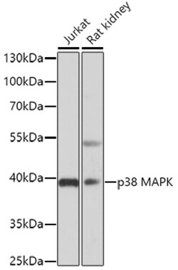 ABclonal Technology&nbsp;p38 MAPK Rabbit pAb