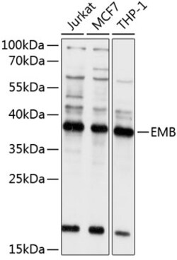 ABclonal Technology&nbsp;EMB Rabbit pAb