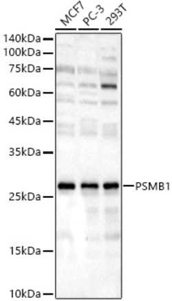 ABclonal Technology&nbsp;PSMB1 Rabbit pAb