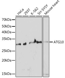 ABclonal Technology&nbsp;ATG10 Rabbit mAb
