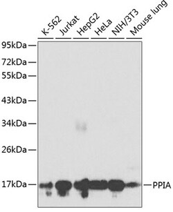 ABclonal Technology&nbsp;PPIA Rabbit pAb