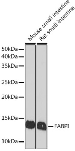 ABclonal Technology&nbsp;FABPI Rabbit mAb