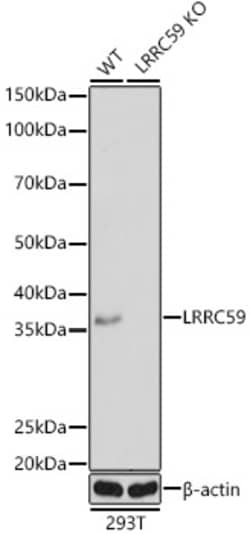 ABclonal Technology&nbsp;[KO Validated] LRRC59 Rabbit pAb