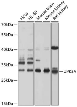 ABclonal Technology&nbsp;UPK3A Rabbit pAb