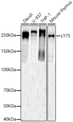 ABclonal Technology&nbsp;LY75 Rabbit pAb