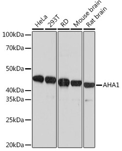 ABclonal Technology&nbsp;AHA1 Rabbit mAb