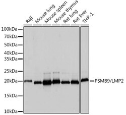 ABclonal Technology&nbsp;PSMB9/LMP2 Rabbit mAb