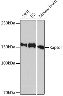 ABclonal Technology&nbsp;Raptor Rabbit mAb