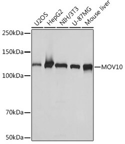 ABclonal Technology&nbsp;MOV10 Rabbit mAb