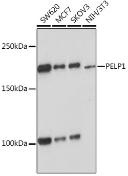 ABclonal Technology&nbsp;PELP1 Rabbit mAb