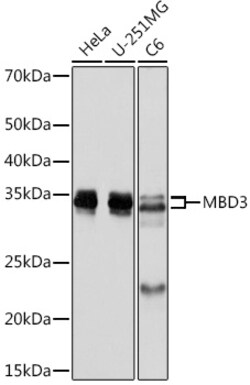 ABclonal Technology&nbsp;MBD3 Rabbit mAb