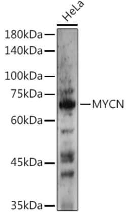 ABclonal Technology&nbsp;N-Myc/MYCN Rabbit pAb