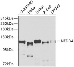 ABclonal Technology&nbsp;NEDD4 Rabbit pAb
