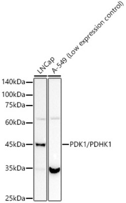 ABclonal Technology&nbsp;PDK1/PDHK1 Rabbit mAb