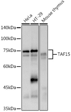ABclonal Technology&nbsp;TAF15 Rabbit mAb