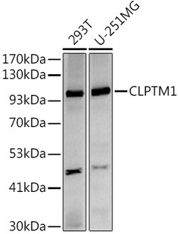 ABclonal Technology&nbsp;CLPTM1 Rabbit mAb