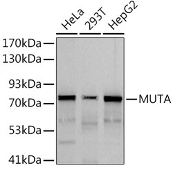 ABclonal Technology&nbsp;MUTA Rabbit mAb