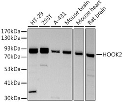 ABclonal Technology&nbsp;HOOK2 Rabbit mAb