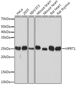 ABclonal Technology&nbsp;[KO Validated] HPRT1 Rabbit mAb