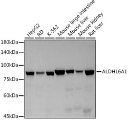 ABclonal Technology&nbsp;ALDH16A1 Rabbit mAb