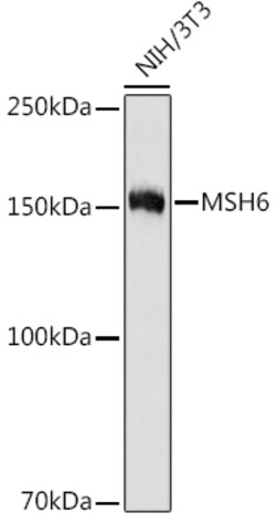 ABclonal Technology&nbsp;MSH6 Rabbit mAb