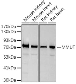 ABclonal Technology&nbsp;MMUT Rabbit mAb