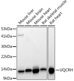 ABclonal Technology&nbsp;UQCRH Rabbit mAb