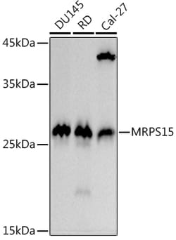 ABclonal Technology&nbsp;MRPS15 Rabbit mAb
