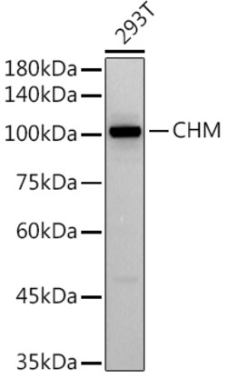 ABclonal Technology&nbsp;CHM Rabbit mAb