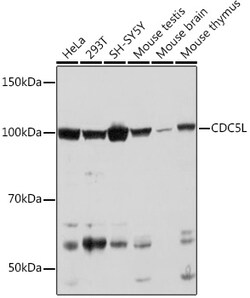 ABclonal Technology&nbsp;CDC5L Rabbit mAb