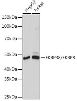 ABclonal Technology&nbsp;FKBP38/FKBP8 Rabbit mAb