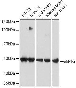ABclonal Technology&nbsp;eEF1G Rabbit mAb