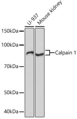 ABclonal Technology&nbsp;Calpain 1 Rabbit mAb