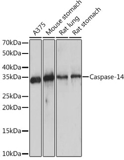 ABclonal Technology&nbsp;Caspase-14 Rabbit mAb