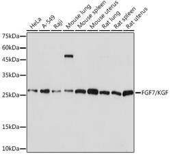 ABclonal Technology&nbsp;FGF7/KGF Rabbit mAb